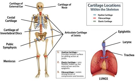 cartilage Diagram | Quizlet