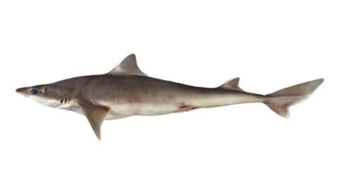 Fishing for Northern spiny dogfish: Fish Species – FishAngler.com