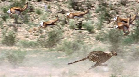 Guffey blog: cheetah hunting