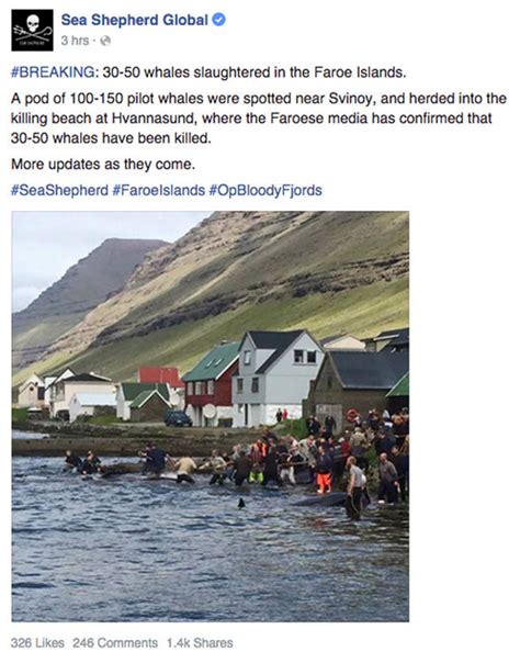 Bloody grindadráp whale hunt returns to Faroe Islands Nature News