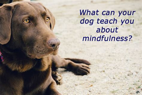 What Can Your Dog Teach You About Mindfulness Em