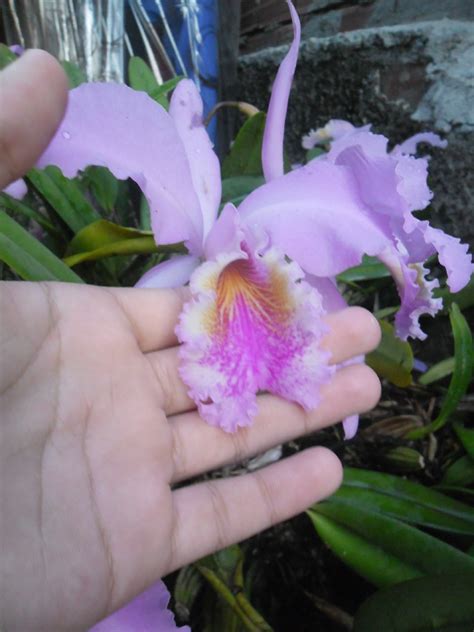 Cattleya Labiata Picturethis