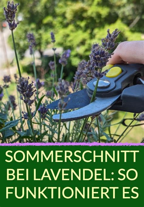 Lavendel Beschneiden Darum Solltest Du Es Unbedingt Machen