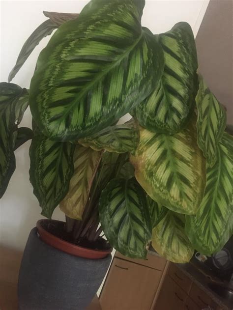 Help Why Is My Plant Turning Yellow R Plantclinic