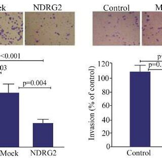 The Effects Of Ndrg Overexpression On The Migration And Invasion Of