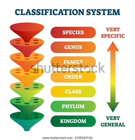 Phylum Class Photos, Images & Pictures | Shutterstock