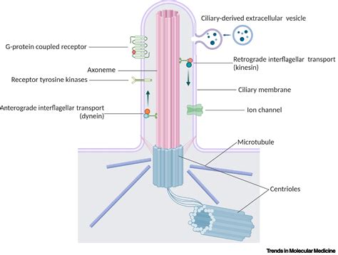 Primary cilia shape hallmarks of health and aging: Trends in Molecular ...