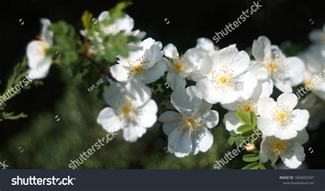 9378 Rose Cluster On White Images Stock Photos And Vectors Shutterstock