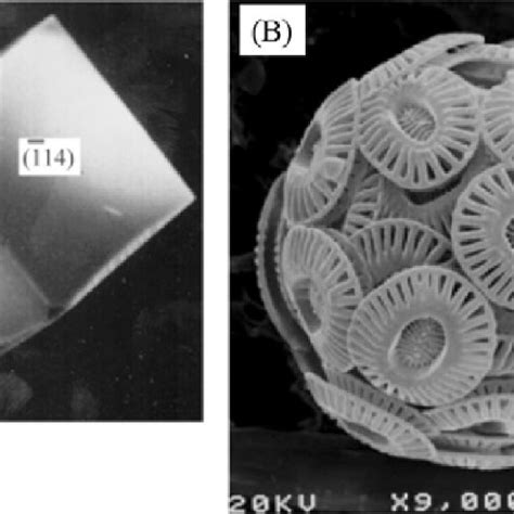 Scanning Electron Micrographs Of A Synthetic Calcite B