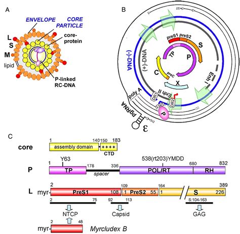 Hbv Cccdna Viral Persistence Reservoir And Key Obstacle For A Cure Of