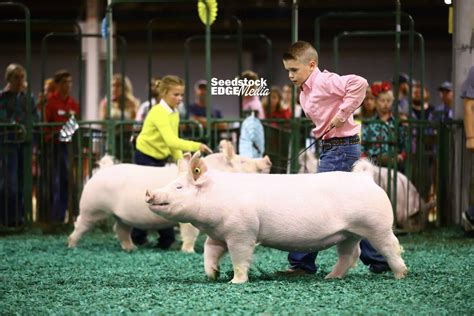 Njss Yorkshire Gilt Show National Swine Registry