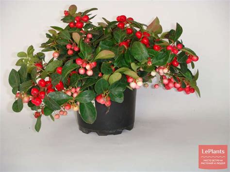 Гаультерия (Gaultheria) — описание, выращивание, фото | на LePlants.ru