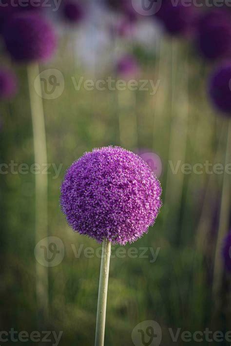 Large Purple Flowers Blooming Ornamental Garlic In The Early Summer