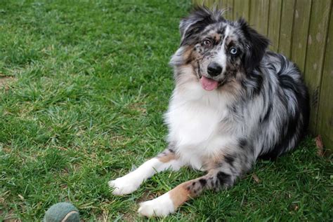 Australian Shepherd Breed Info And Care