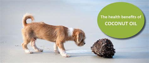 The Health Benefits Of Coconut Oil For Dogs Holistic Pet Journal