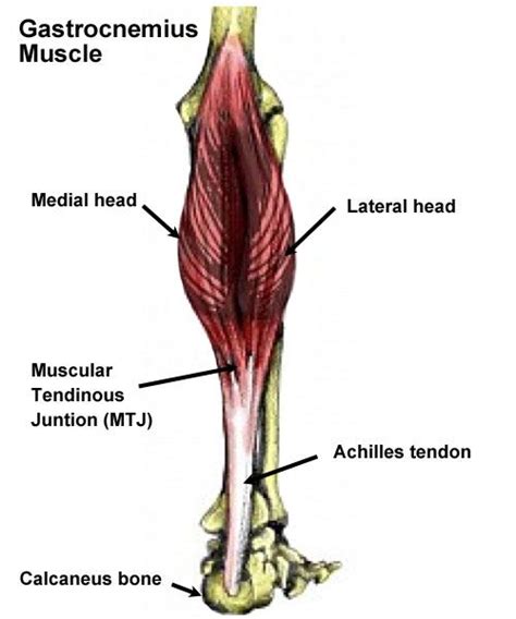 The 25 Best Gastrocnemius Muscle Ideas On Pinterest Pulled Muscle In