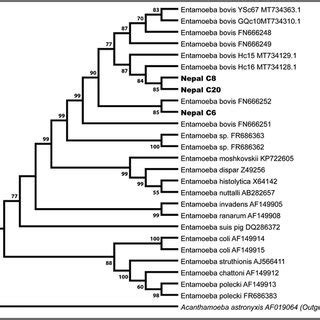 Phylogenetic Tree Based On The Partial 18S RRNA Sequences Of