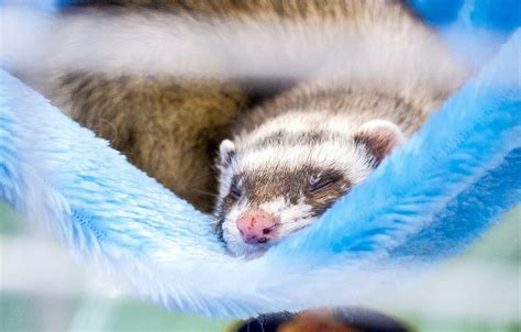 Ferrets Sleeping - The Only Guide You Need - Pets Gal