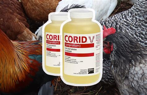 Corid For Chickens: Dosage Treatment Of Coccidiosis Chicken