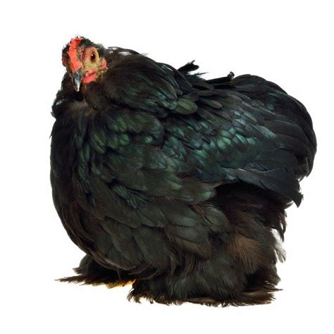 Black Cochin Bantam Chickens For Sale Cackle Hatchery