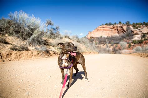 Dog Friendly Hikes In Phoenix And Scottsdale Barkbus Ruff Draft