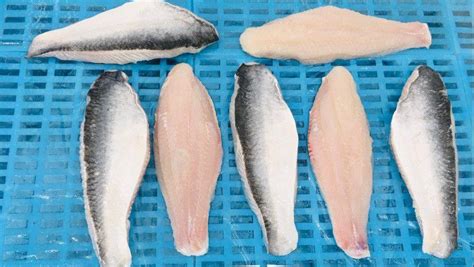 FROZEN SEMI TRIMMED PANGASIUS FILLET