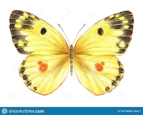 Watercolor Yellow Butterfly Hand Drawn Illustration Stock Illustration