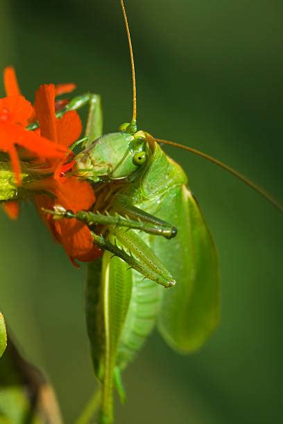 500+ Giant Grasshopper Photos Stock Photos, Pictures & Royalty-Free ...