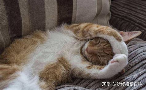 猫咪这几个行为，说明它把你当成了“老大”，你家猫是吗？ 知乎