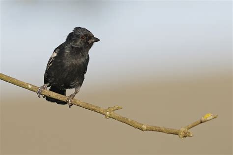 Bird Photography By The Flacks Penduline Tits Tits