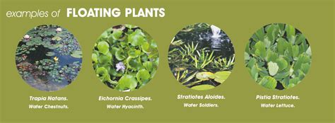 Floating Pond Plants