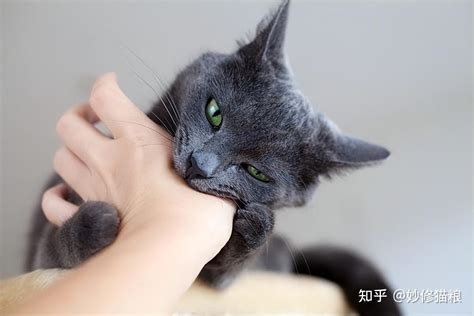 猫咪“轻咬”主人的意思，不知道的就白养了 知乎