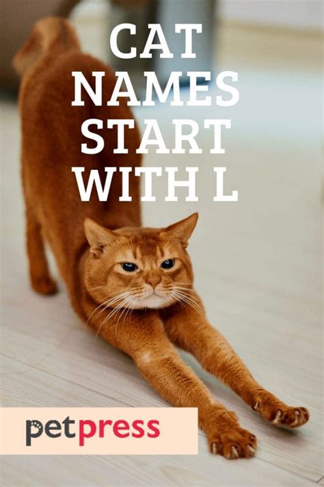 Cat Names Starting With L - 380 Best Cat Name Ideas Start With L