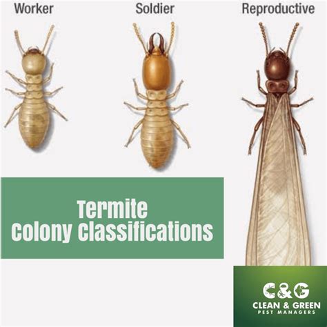 Termite Types · Clean And Green Pest Control Northern Beaches