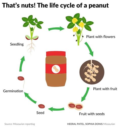 Life Cycle Of Peanut Plant