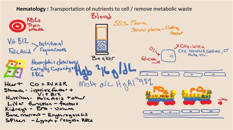 Hematology Lecture 3 Of 4 Pathophysiology Paboardrevieworg Youtube