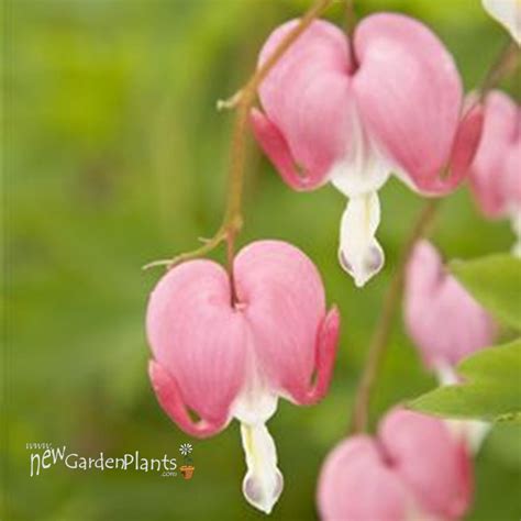 Dicentra Spectabilis Old Fashion Bleeding Heart New Garden Plants