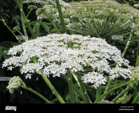 Heracleum Giganteum Fotos Und Bildmaterial In Hoher Aufl Sung Alamy