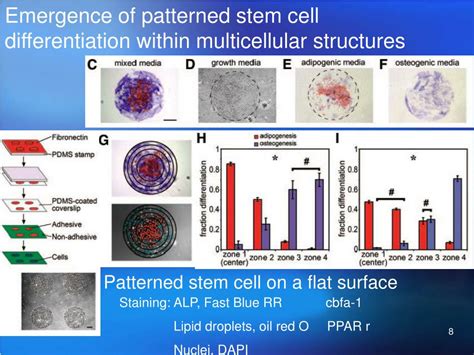 Ppt Emergence Of Patterned Stem Cell Differentiation Within Multicellular Structures