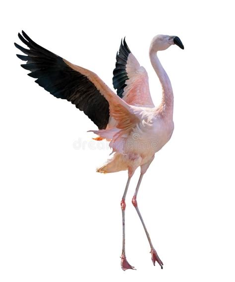 One Flamingo with Spread Wings in Flight Stock Image - Image of wings ...