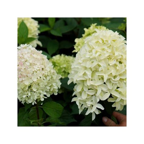 Skarain Hortenzija White Lady Hydrangea Paniculata C Kont