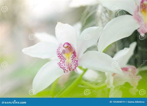 Las Orqu Deas Del Phalaenopsis Florecen En El Invernadero Nico