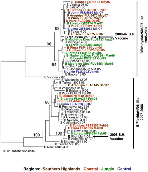 Phylogenetic Tree Based On The Partial Hemagglutinin Ha Sequence Of