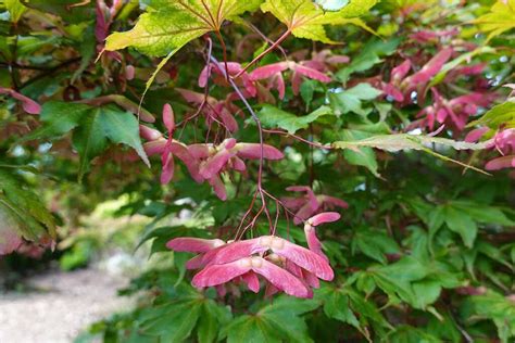 How To Propagate Japanese Maples From Seed Gardeners Path