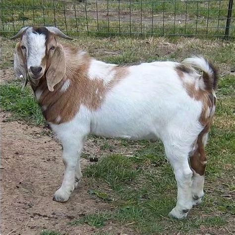Boer Goat Wholesale Price And Mandi Rate For African Boeras