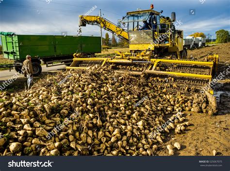 Farmers Harvest Sugar Beet Country Field Stock Photo 525067075