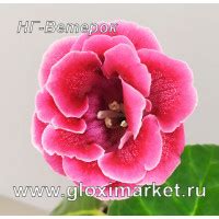 Глоксинии Яны Федоровой. Интернет-магазин