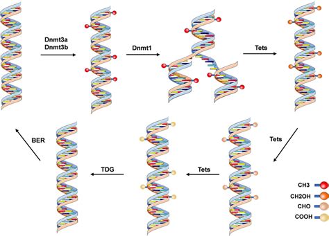 Schematic Of Dna Methylation And Demethylation Mechanisms As De Novo