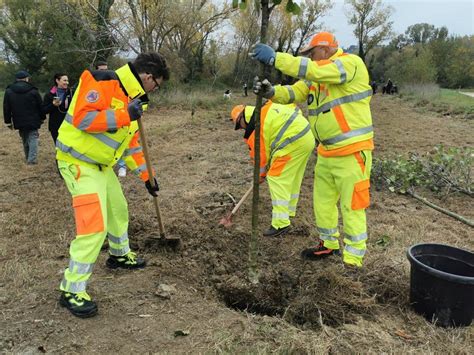 Trecento Piante Messe A Dimora Nel Parco Fluviale Di Montecosaro