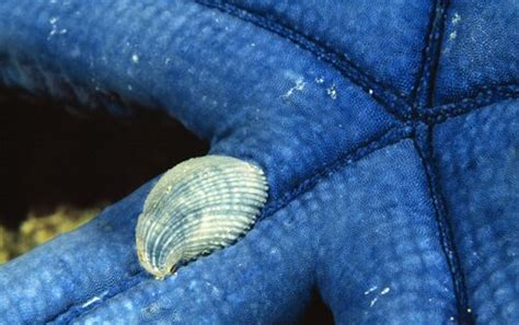 10 Interesting Facts About Mollusks In Fact Collaborative